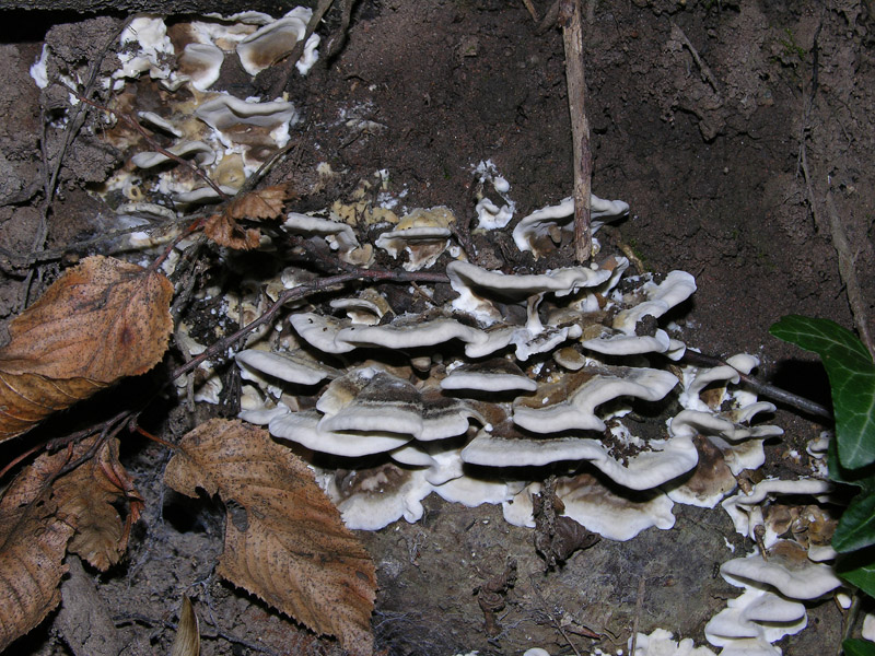Lignicolo 0003. - (Bjerkandera adusta)